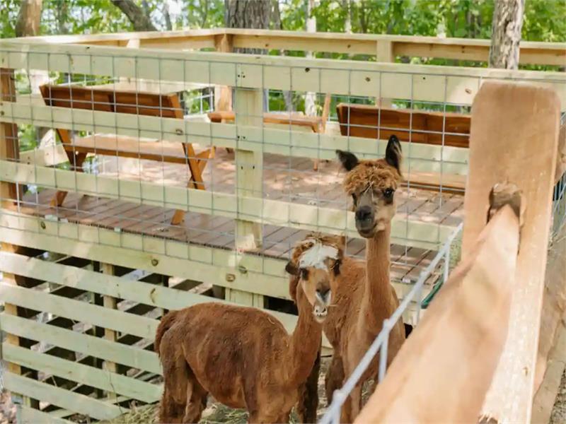 Shepherd's Adventure Park & playland - historic farm